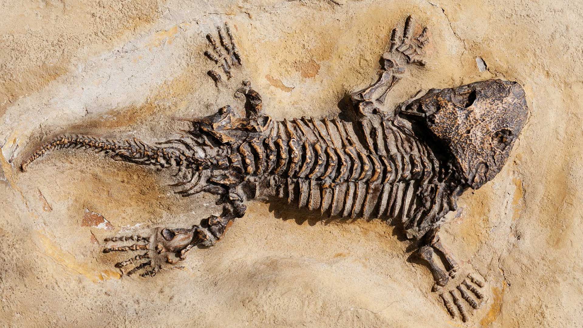 化石動物