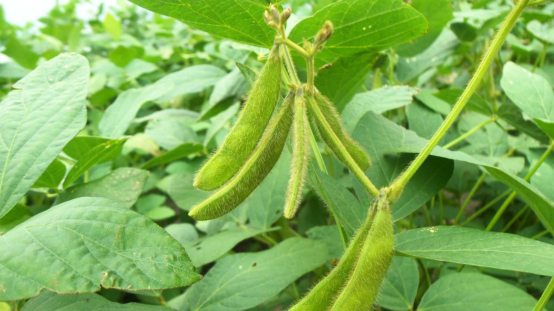 大豆畑