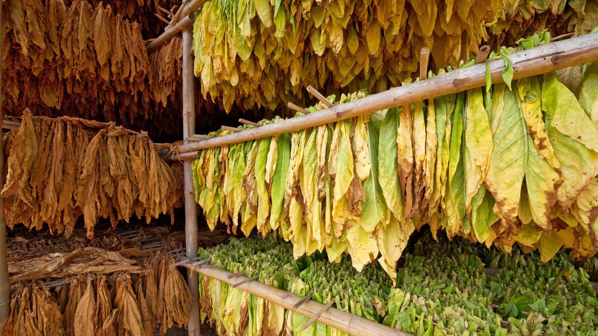 Tobacco leaves