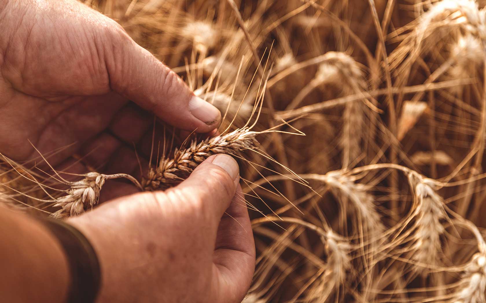 Hands inspecting grains