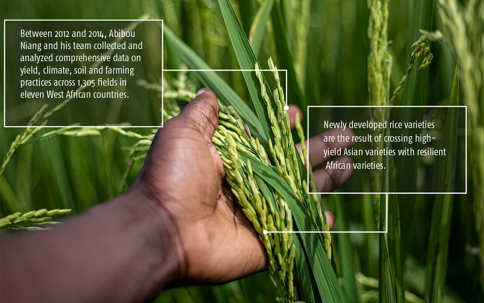 Hand with rice crops and research info boxes