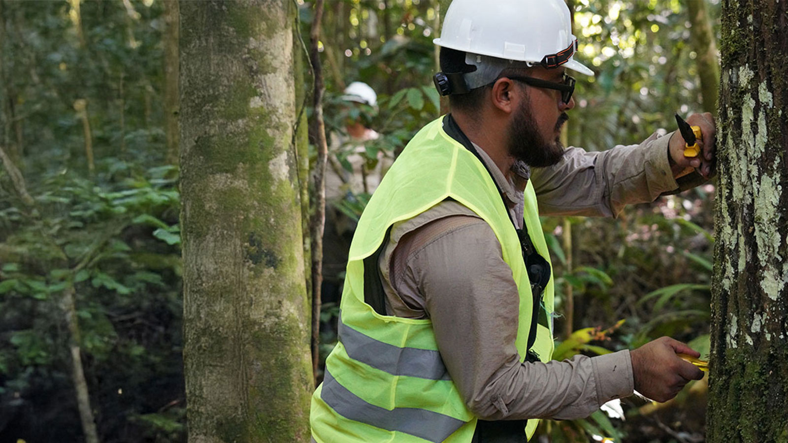 Verifying origin with stable isotopes in a time of global regulatory change Man taking timber samples in a forest in Peru