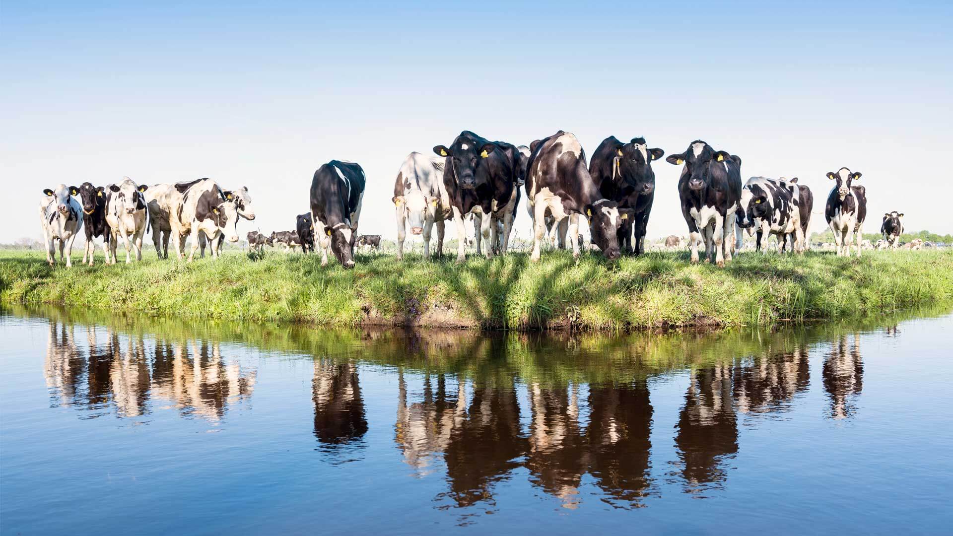 Cows