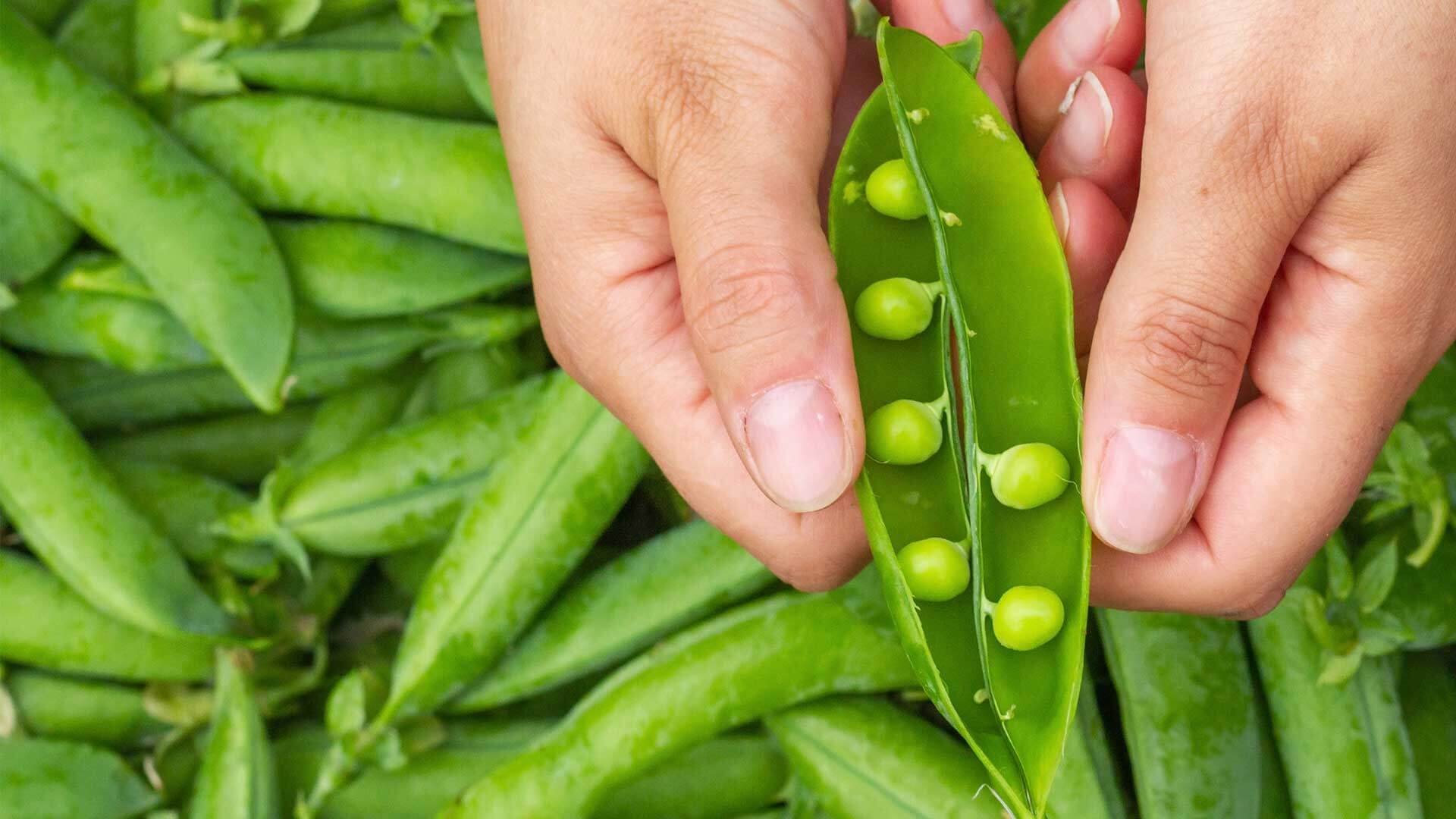Harvested peas