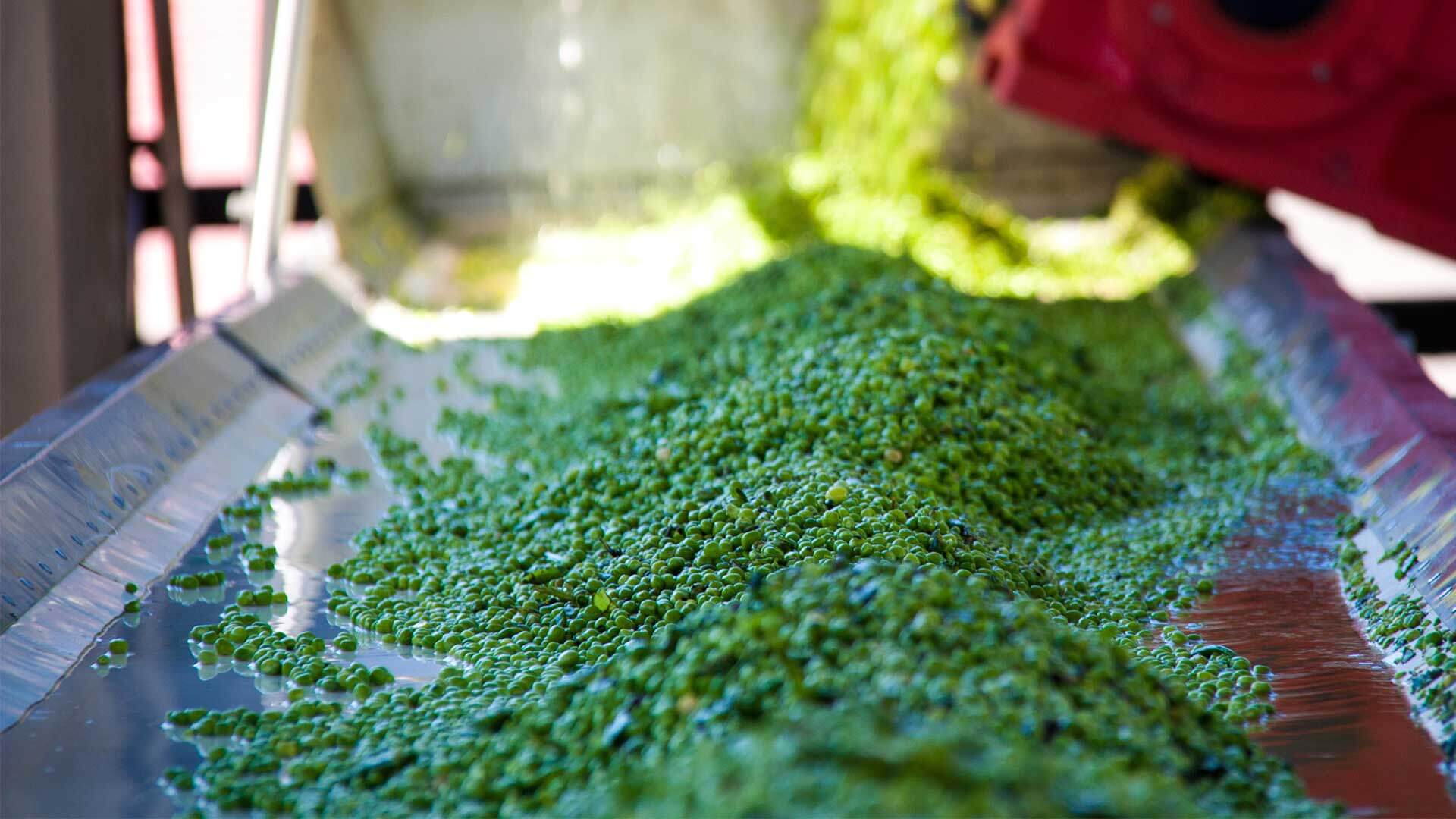  Peas on a conveyor belt