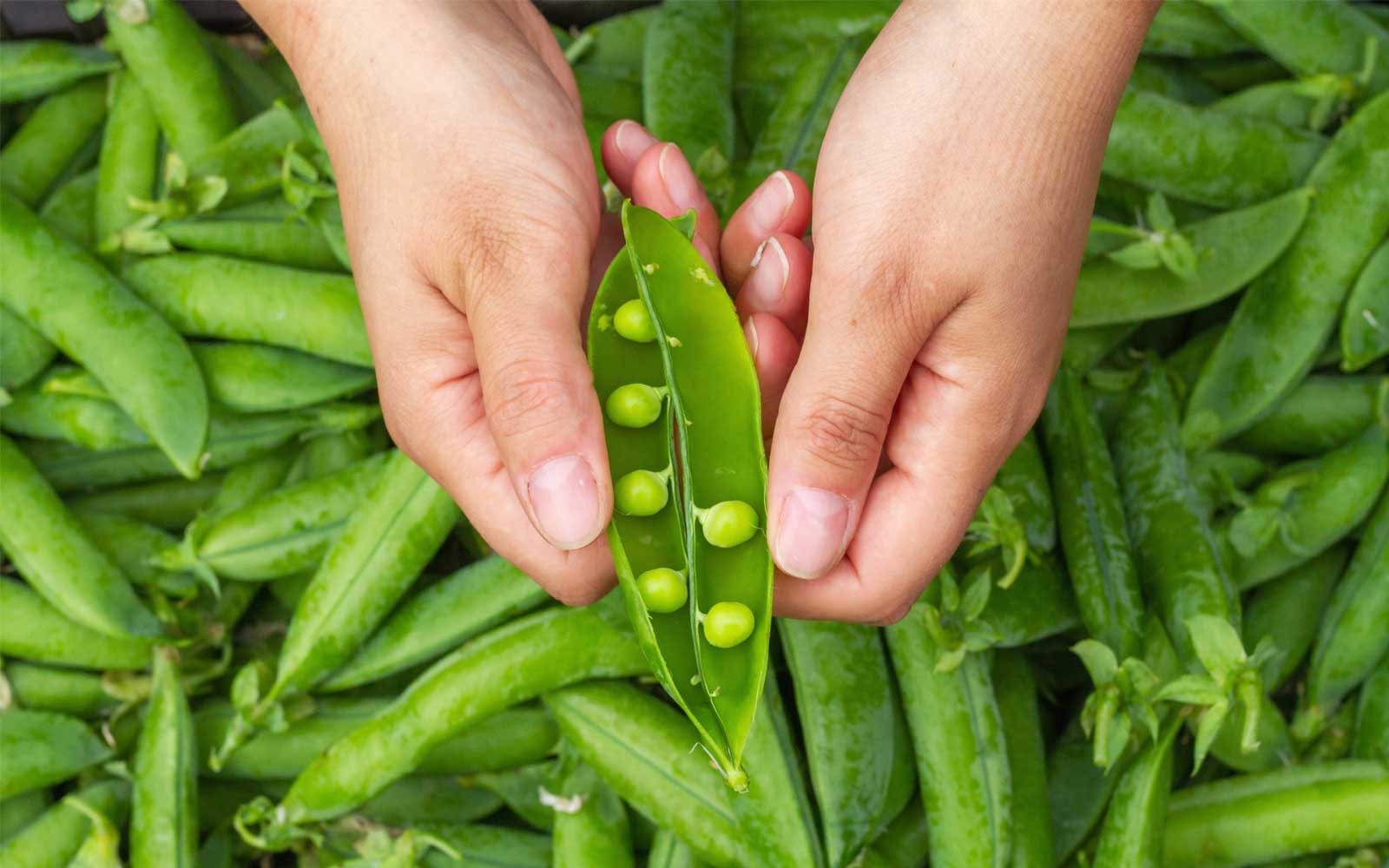 Harvested peas
