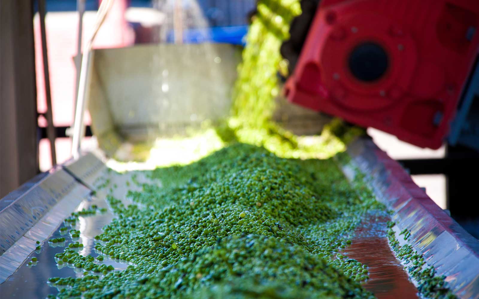 Peas on a conveyor belt