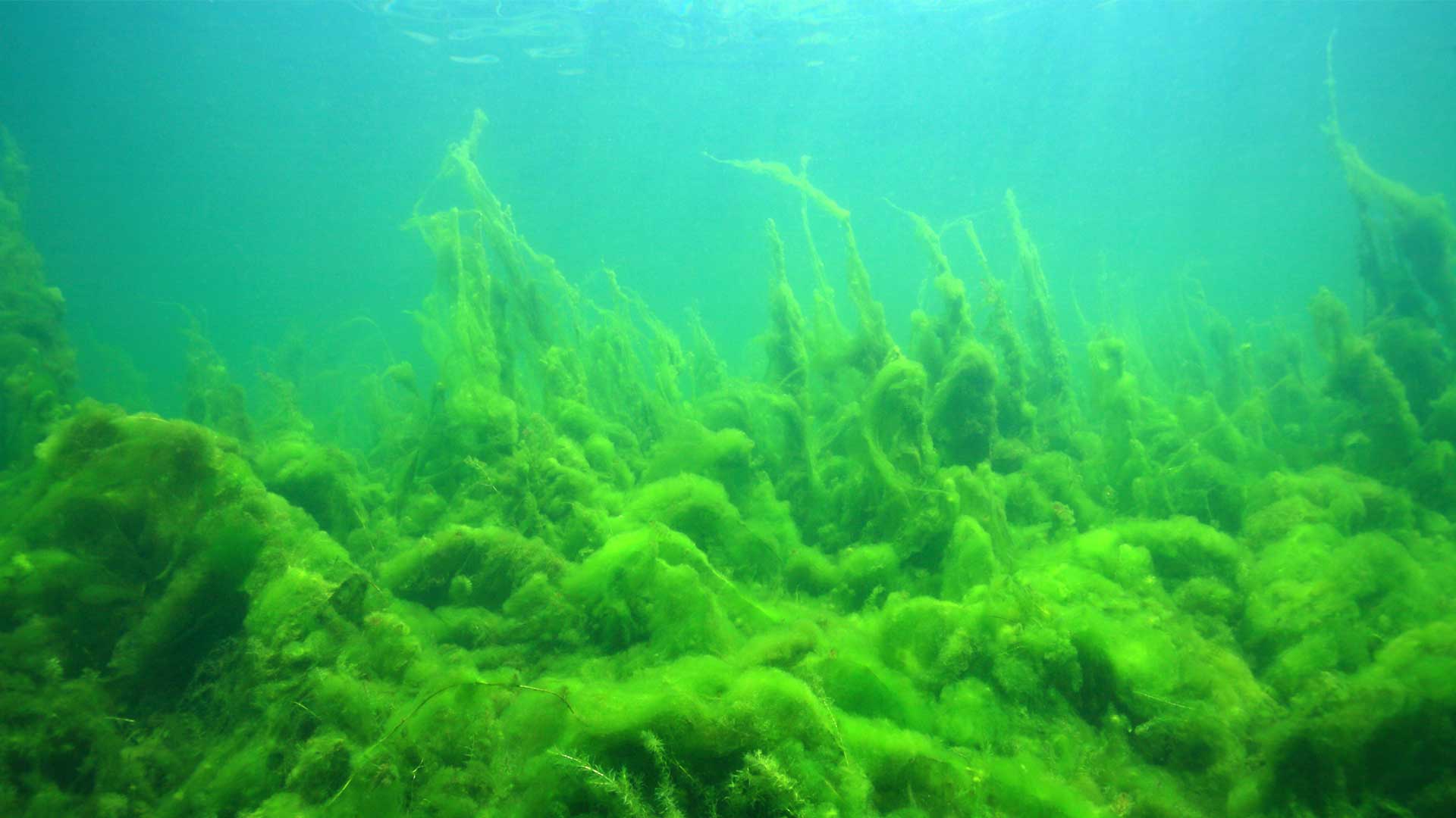 Eutrophic water